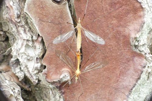 Tipula sp.